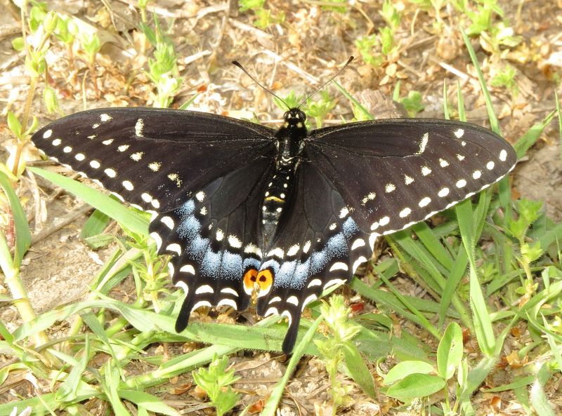 Black Swallowtail
