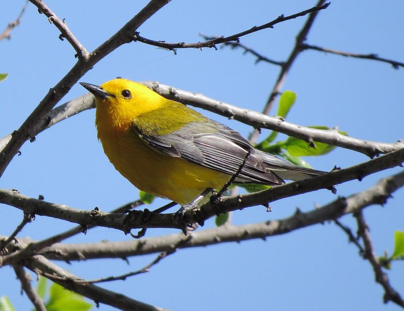 Prothonotary Warbler