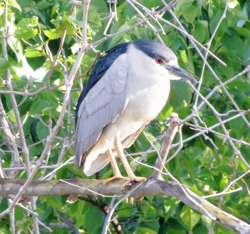 Black-Crowned Night Heron