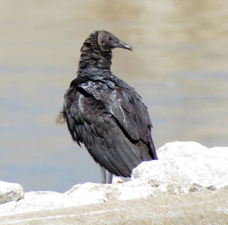 Black Vulture