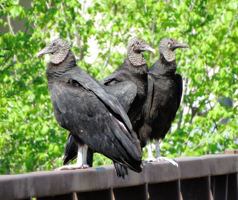 Black Vulture
