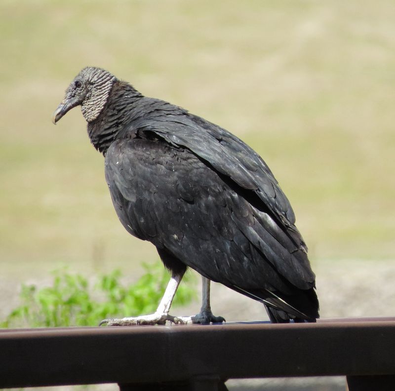Black Vulture
