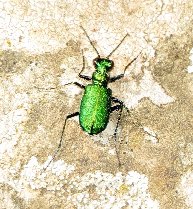 Six-Spotted Tiger Beetle