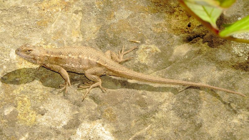 Prairie Lizard
