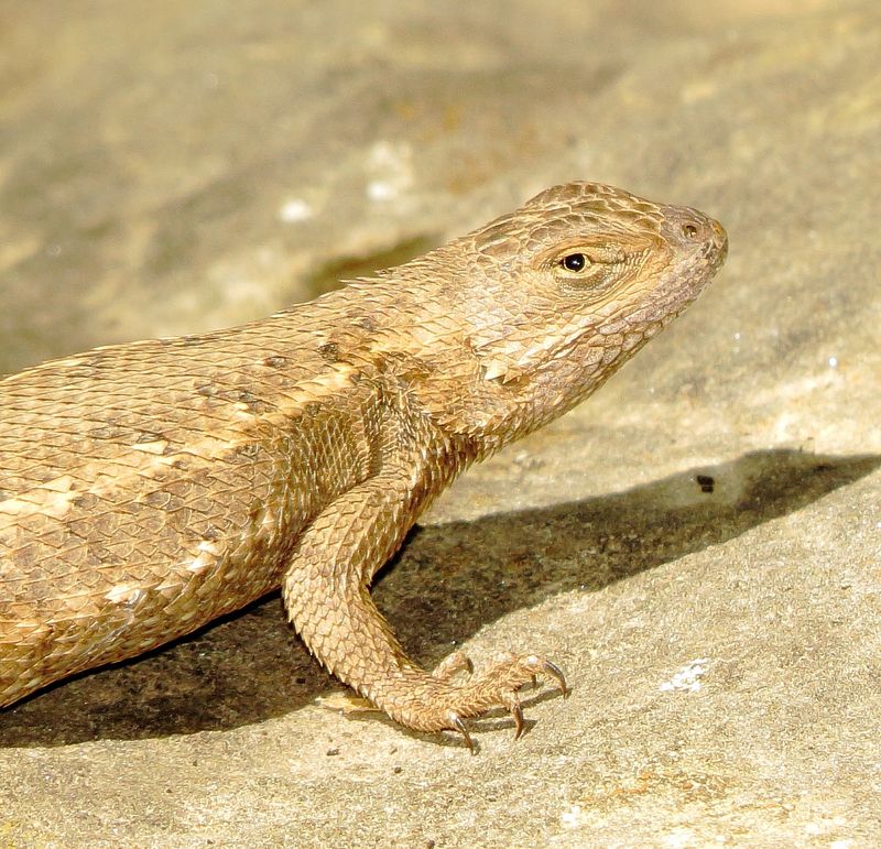 Prairie Lizard
