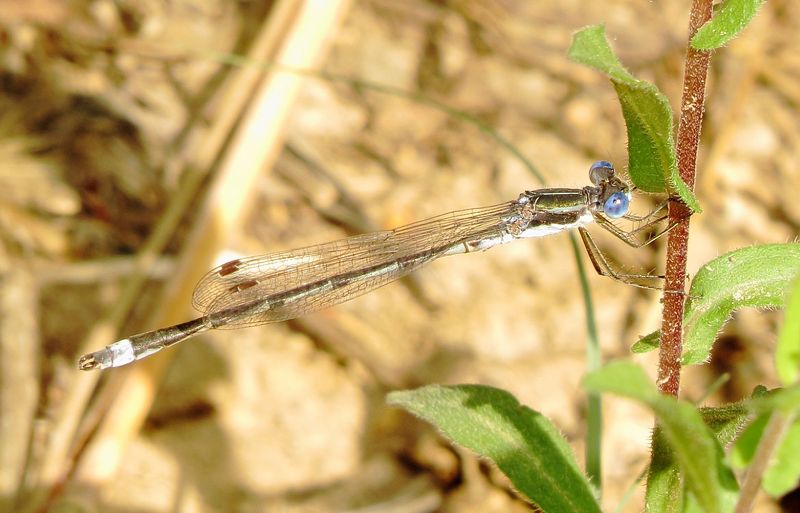 Southern Spreadwing