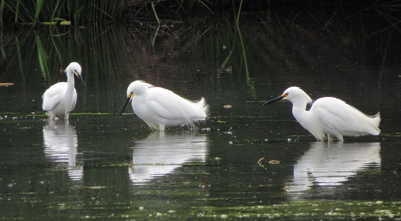 Snowy Egret