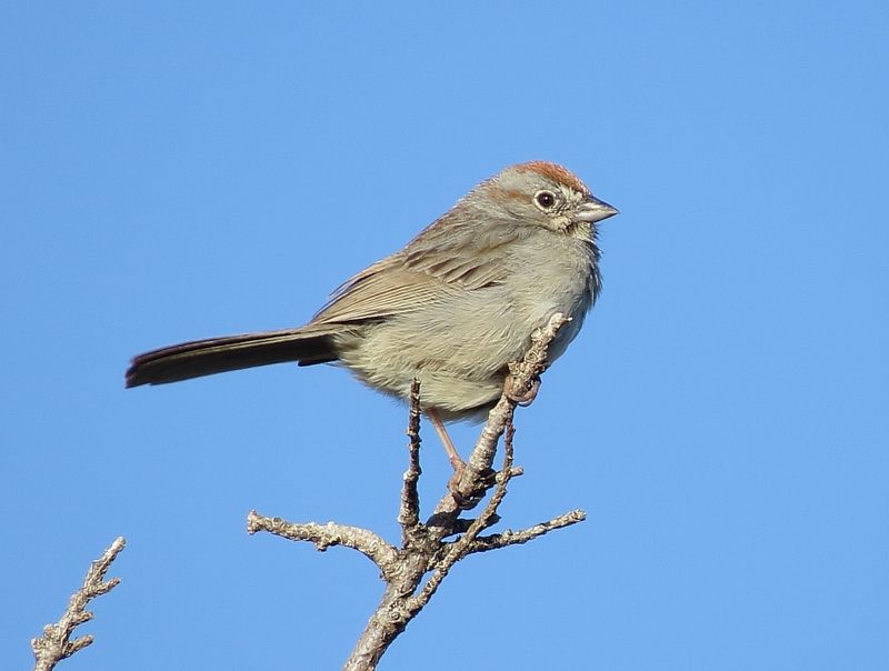 Rufous-Crowned Sparrow