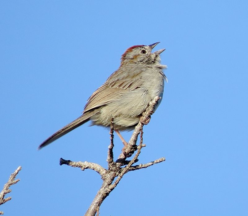Rufous-Crowned Sparrow