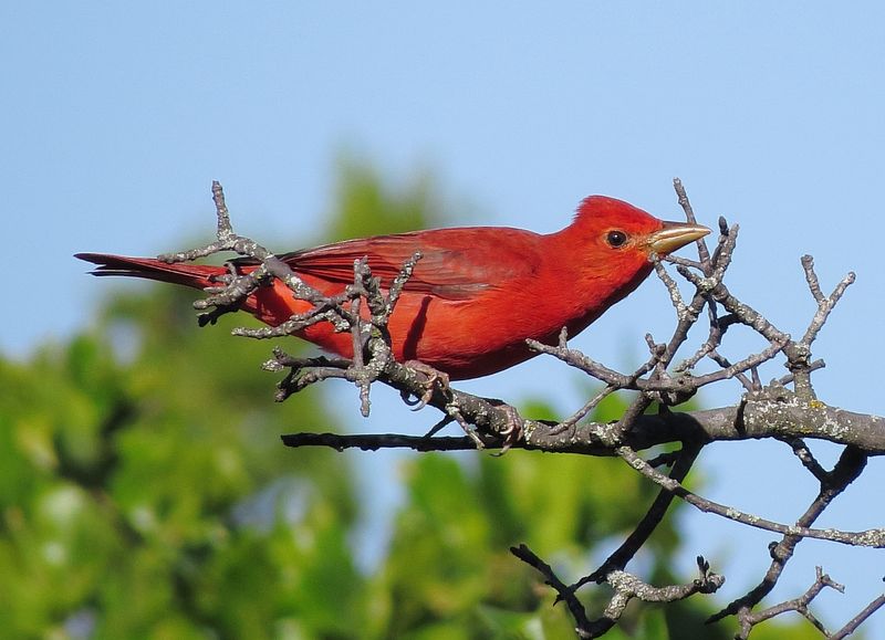 Summer Tanager
