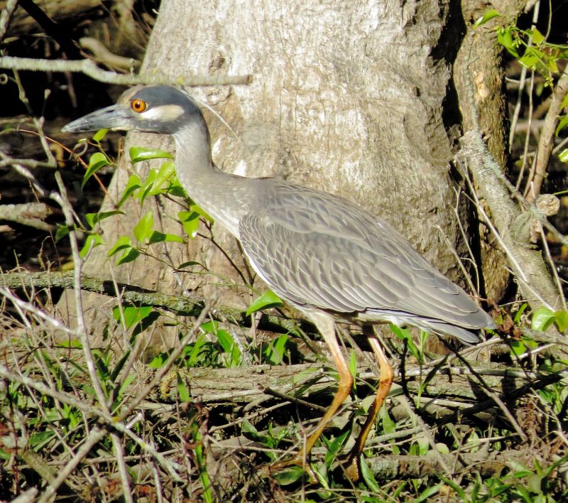 Yellow-Crowned Night Heron