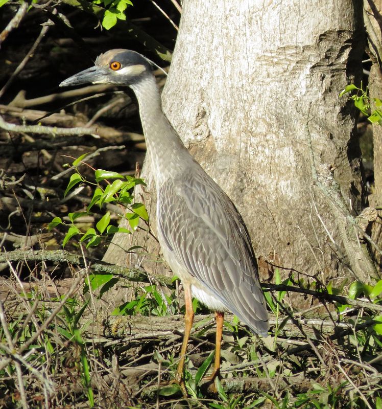 Yellow-Crowned Night Heron