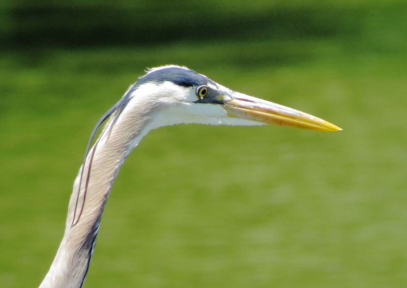 Great Blue Heron