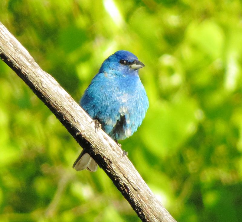 Indigo Bunting
