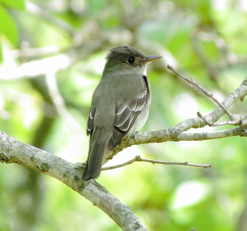 Eastern Wood Pewee