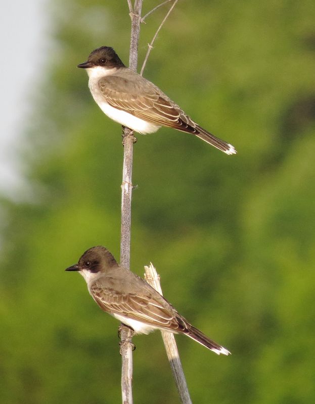 Eastern Kingbird