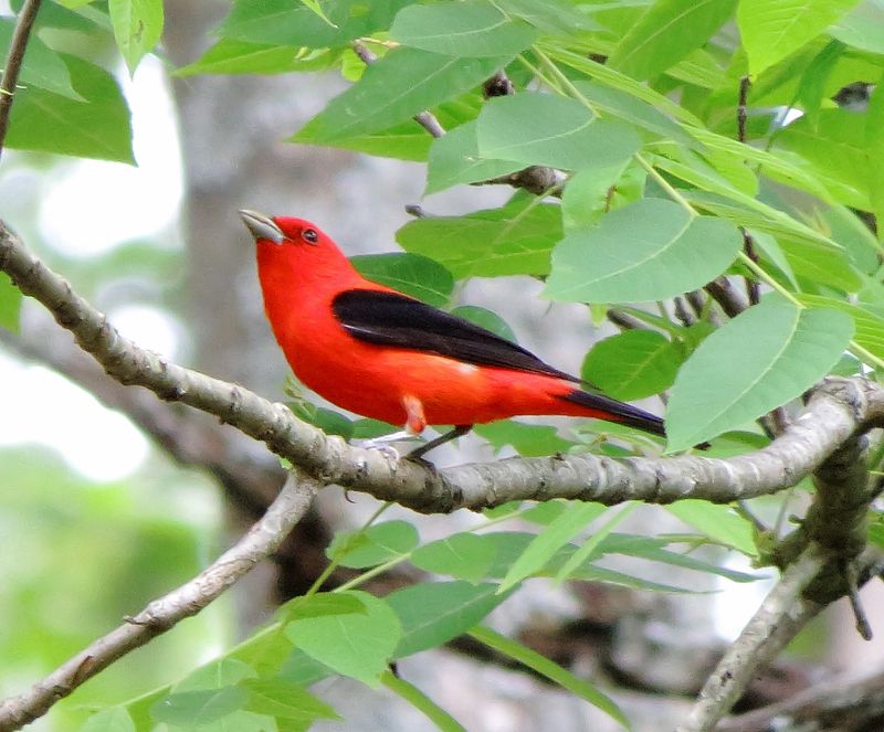 Scarlet Tanager