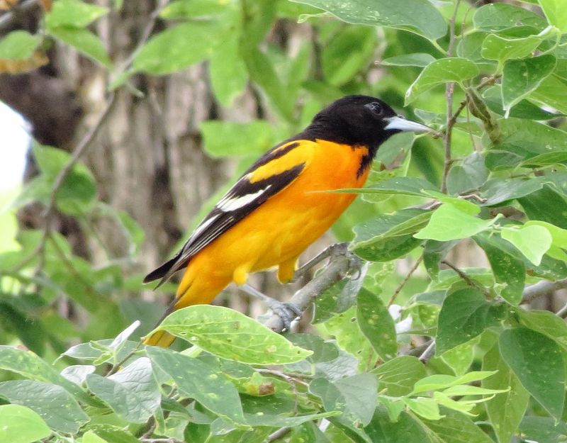 Baltimore Oriole
