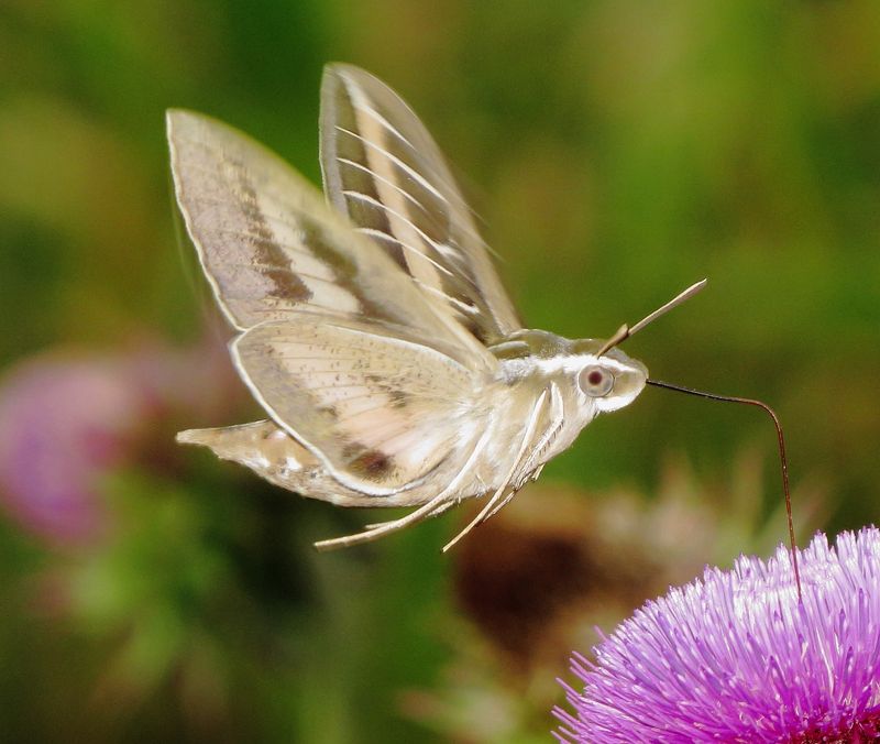 White-Lined Sphinx Moth