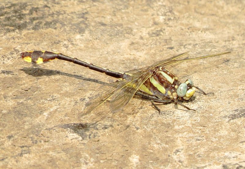 Ozark Clubtail