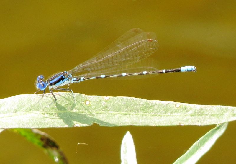 Blue-Ringed Dancer