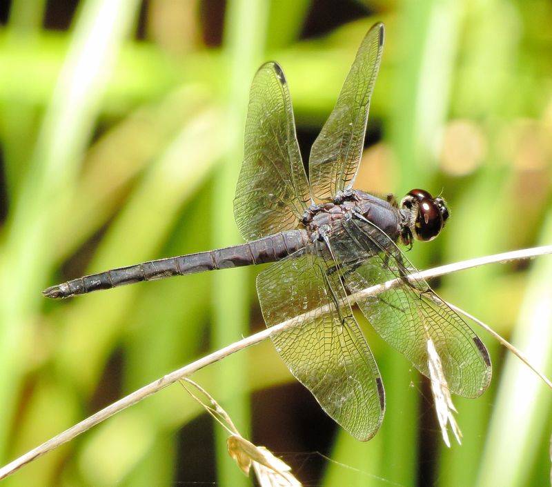 Slaty Skimmer