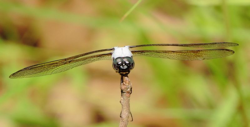 Yellow-Sided Skimmer
