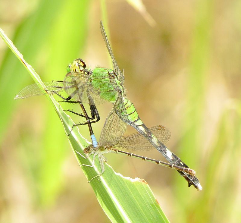 Eastern Pondhawk