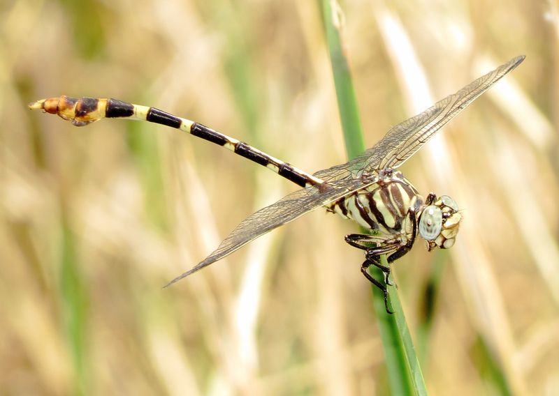 Four-Striped Leaftail