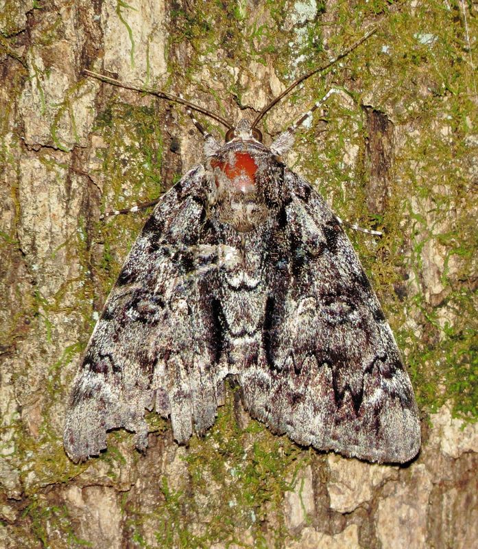 Tearful Underwing Moth