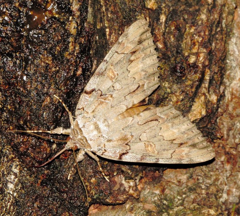 Bride Underwing Moth
