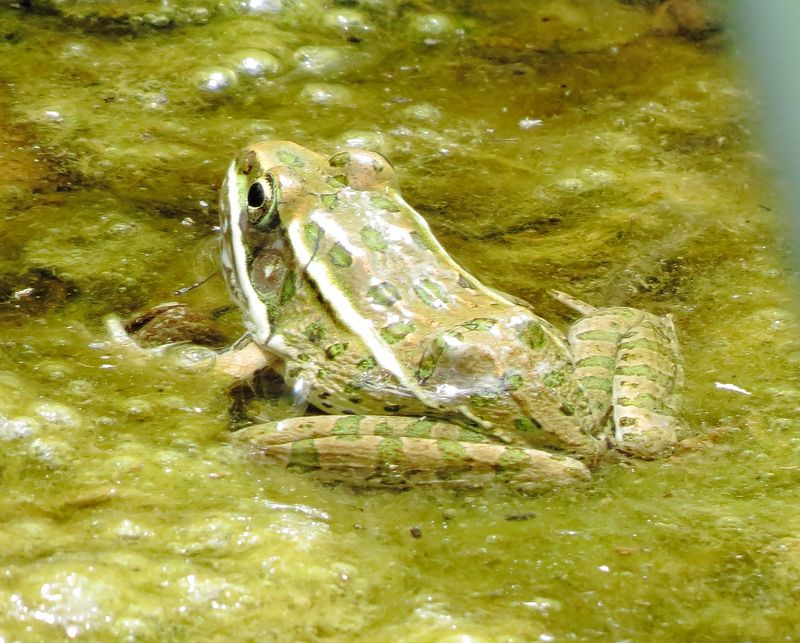 Plains Leopard Frog
