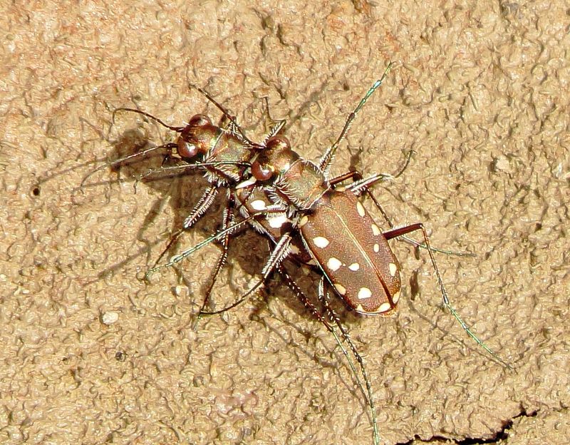 Western Red-Bellied Tiger Beetle