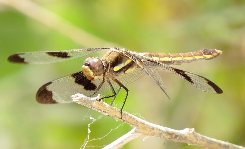 Twelve-Spotted Skimmer