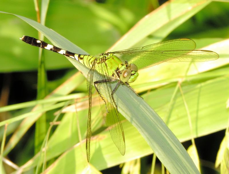 Eastern Pondhawk