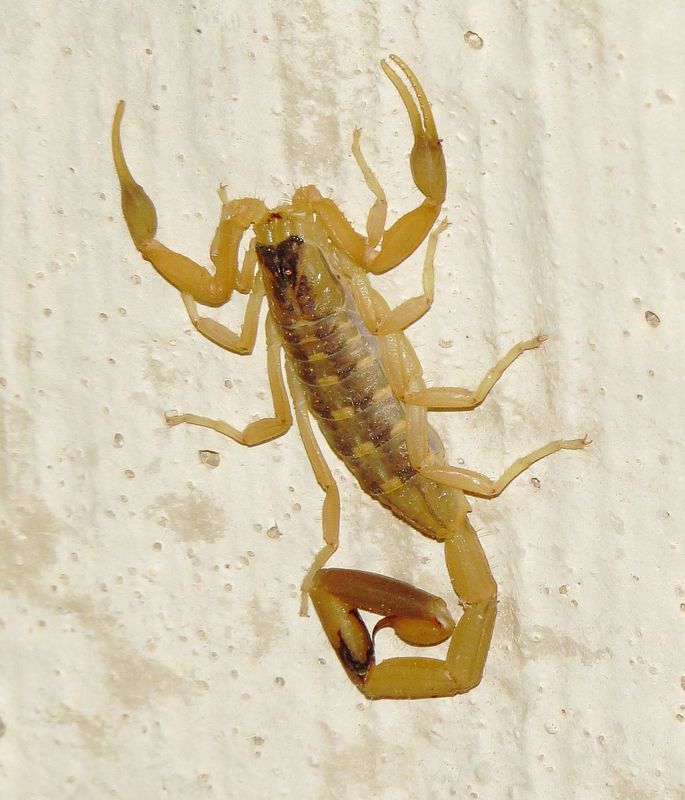Striped Bark Scorpion