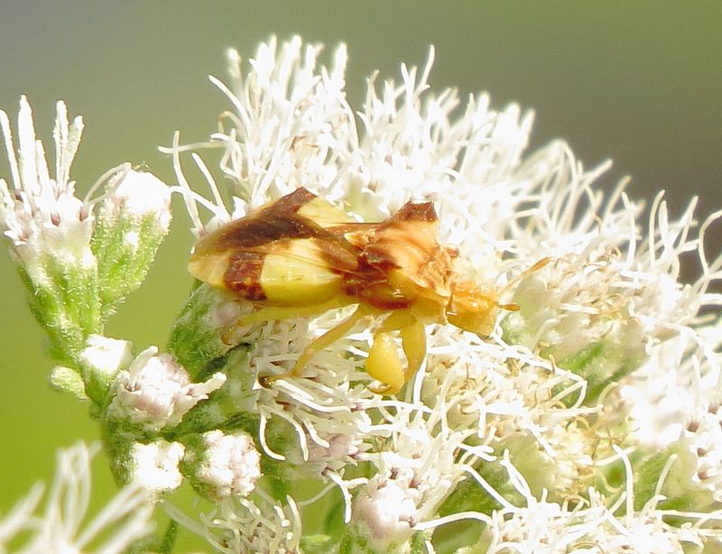 Jagged Assassin Bug