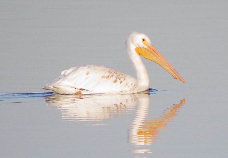 American White Pelican