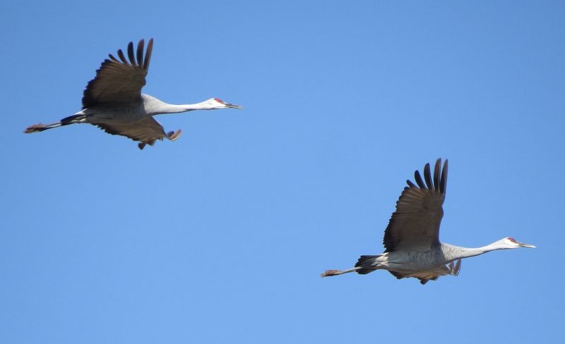 Sandhill Crane