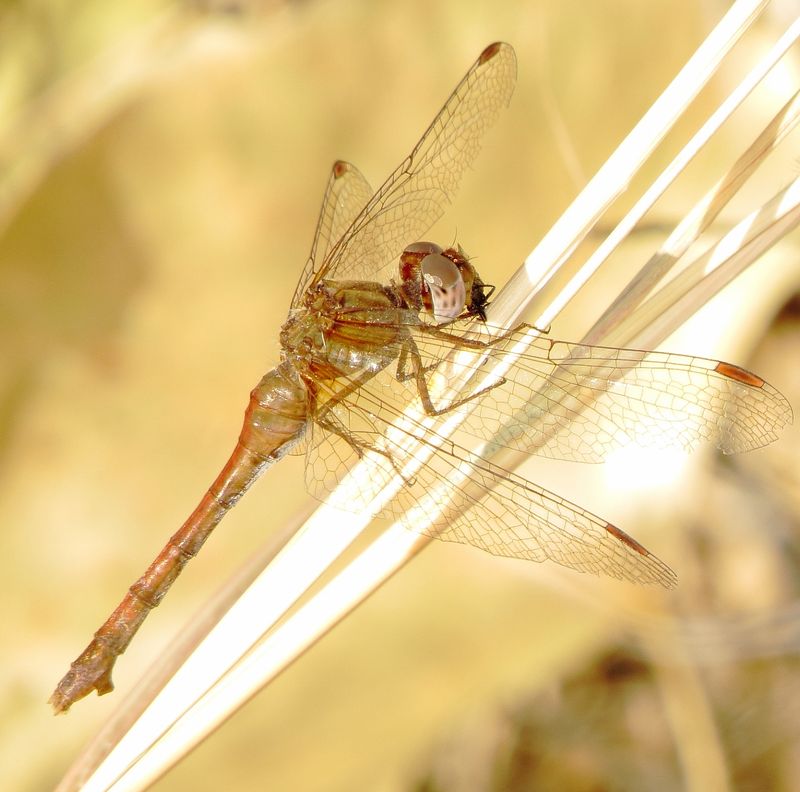 Autumn Meadowhawk
