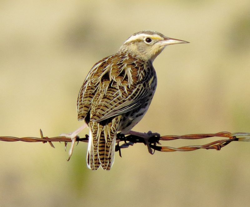 Western Meadowlark