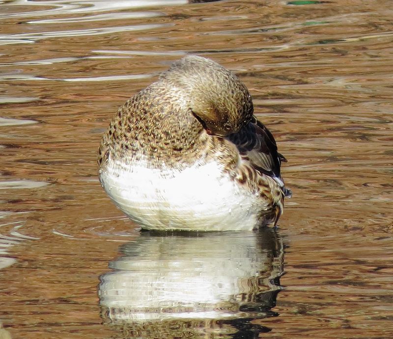 Gadwall