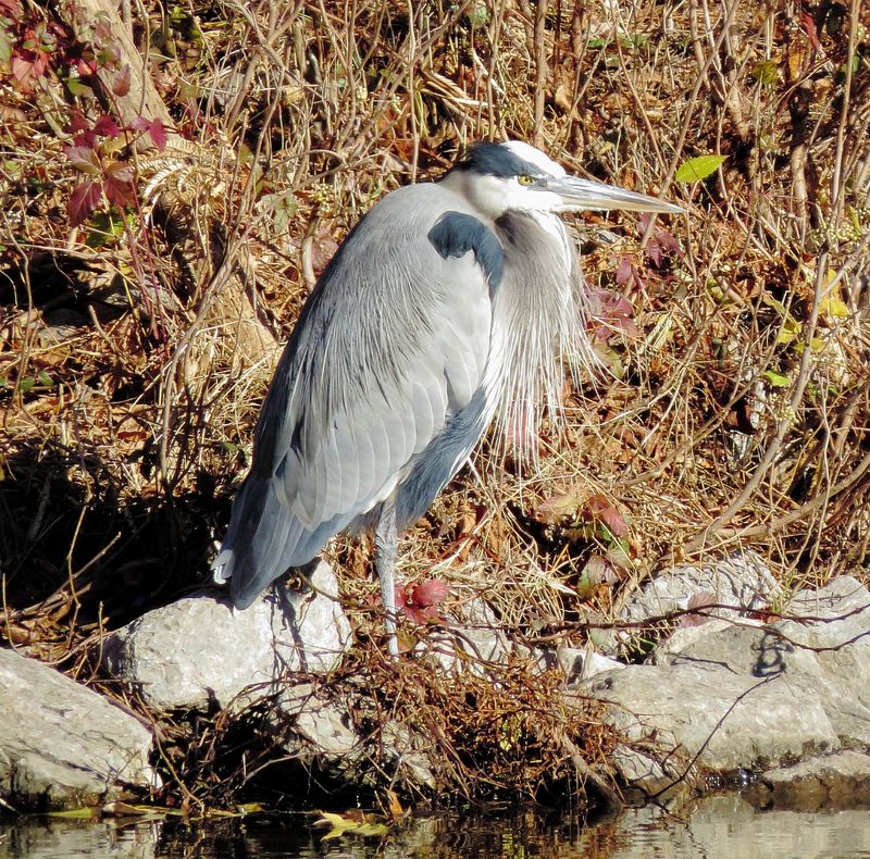 Great Blue Heron