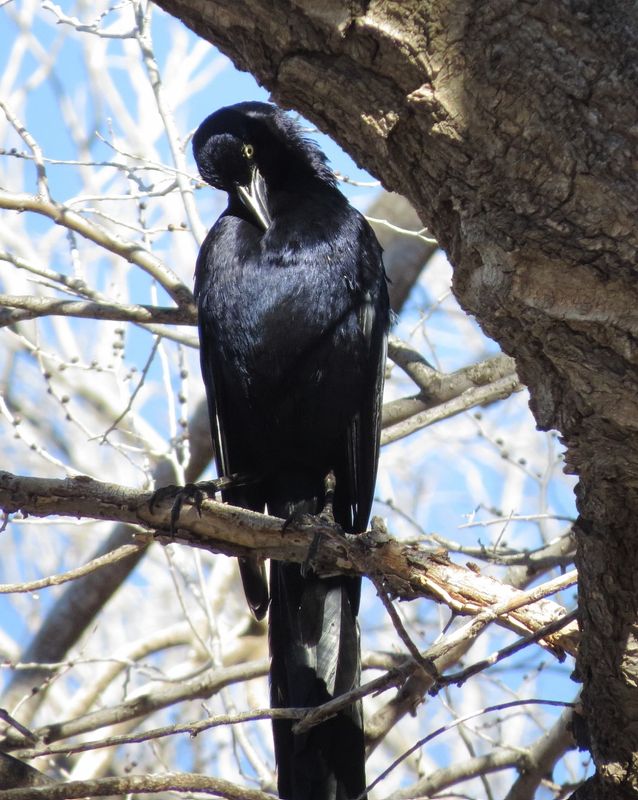 Great-Tailed Grackle
