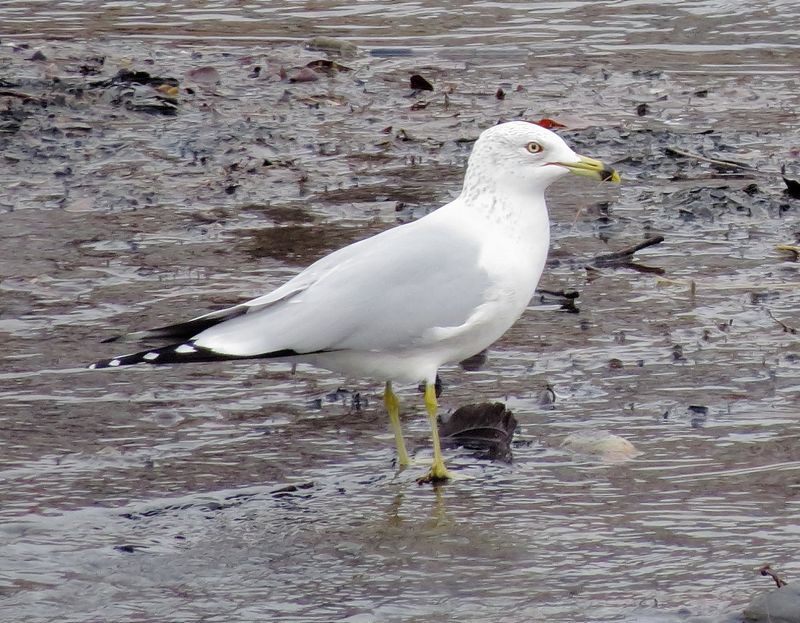 Ring-Billed Gull