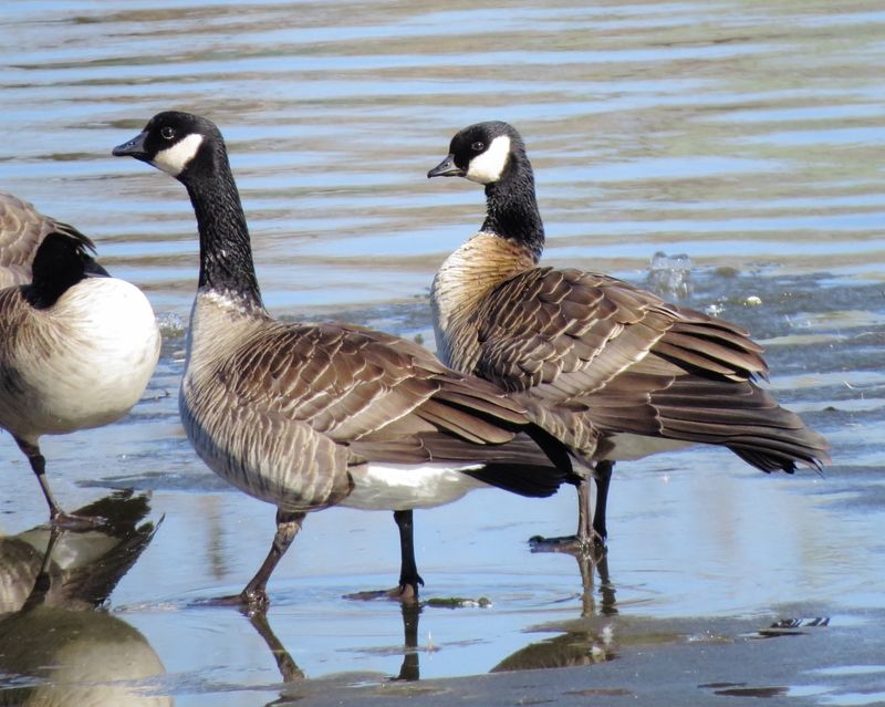 Cackling Goose