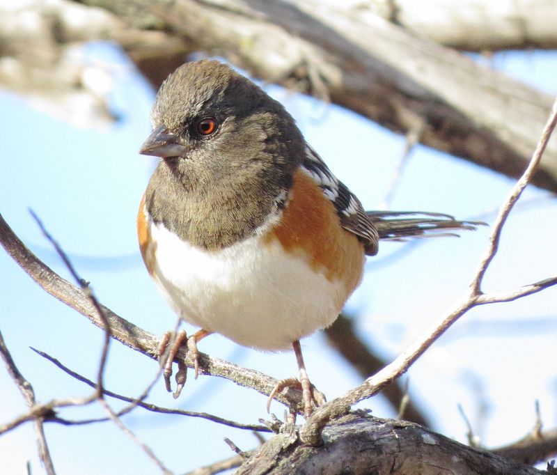 Spotted Towhee