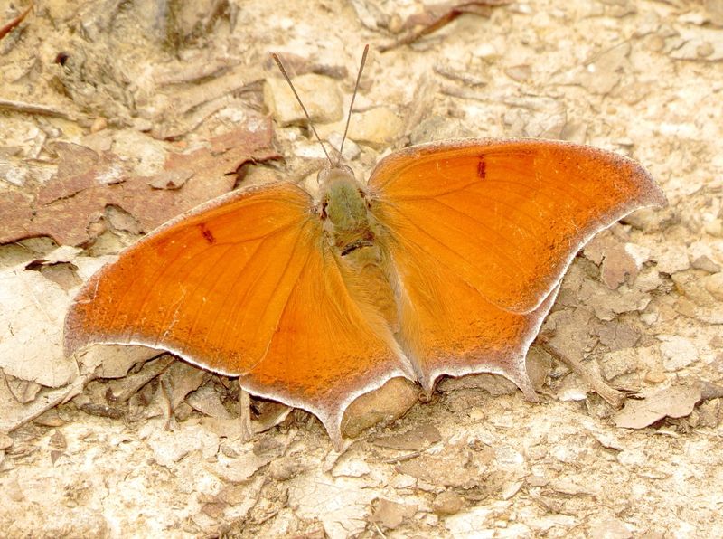 Goatweed Leafwing