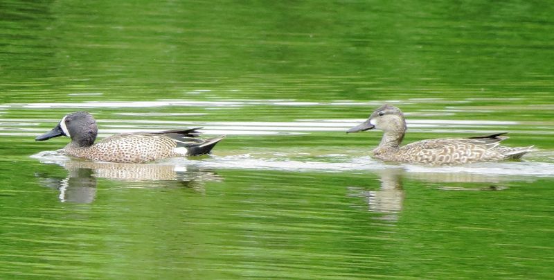 Blue-Winged Teal