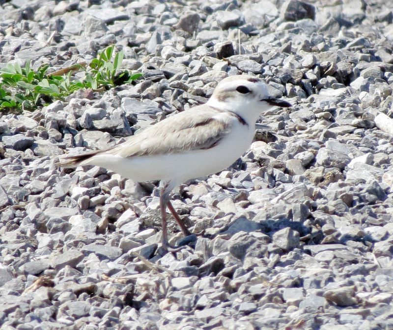 Snowy Plover